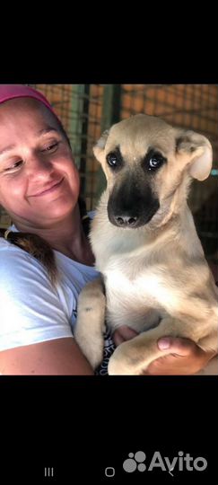 Щенок Лимон из приюта