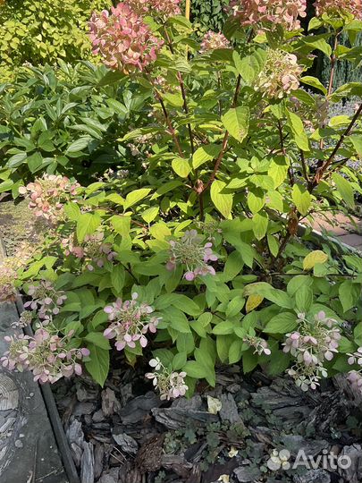 Гортензия метельчатая вимс ред