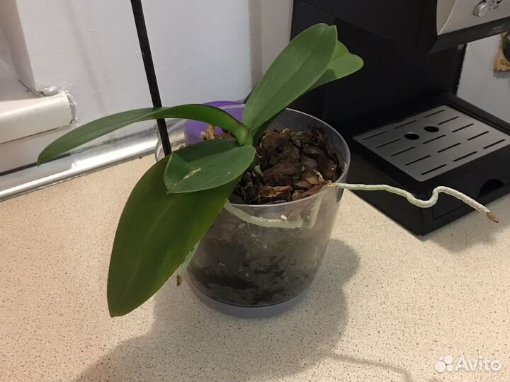 Орхидея фаленопсис