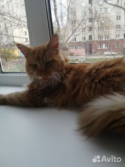 Мей-кун котёнок