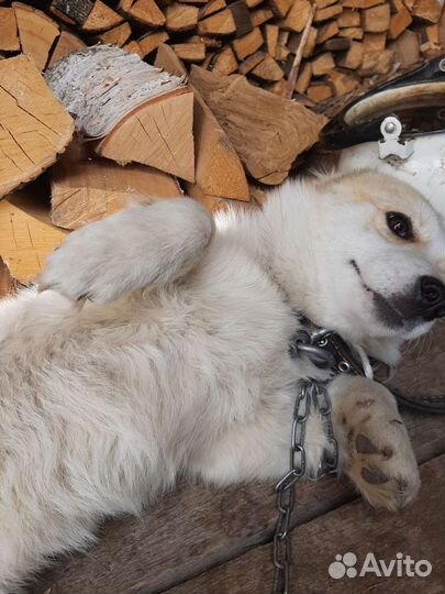 Щенок от маленькой собаки