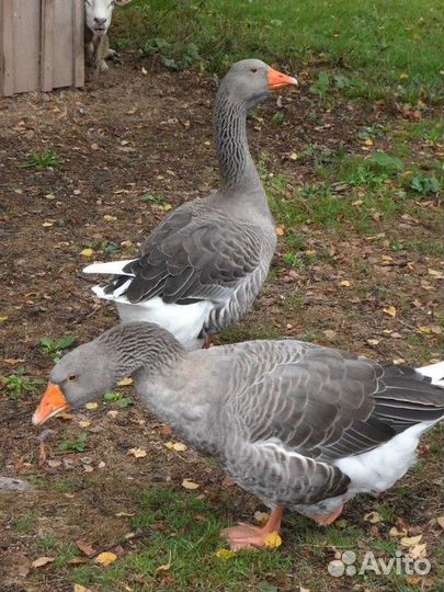 Гуси, ути, индоути