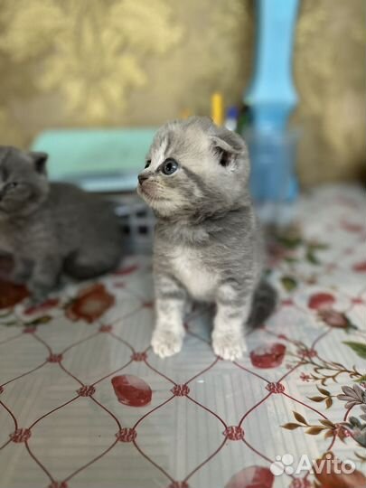 Шотландская вислоухая