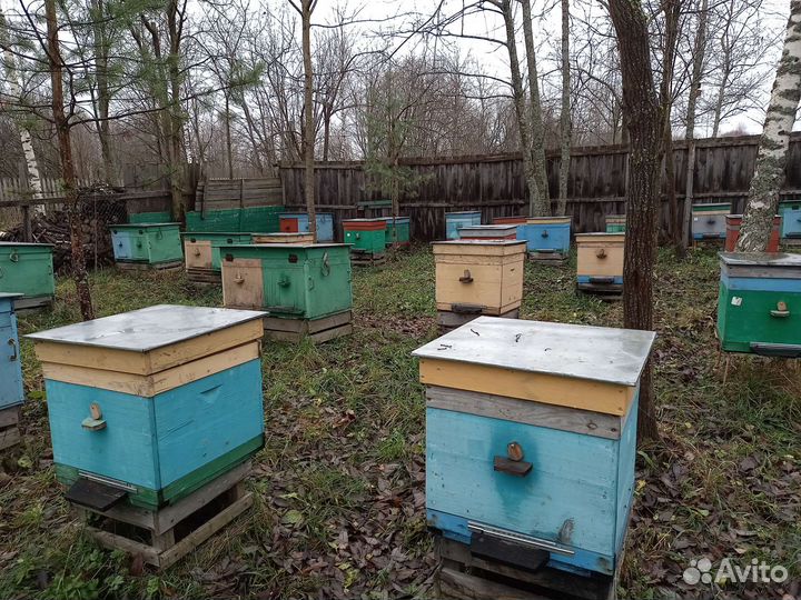 Продам пчелосемьи, в ульях Всю пасеку в одни руки