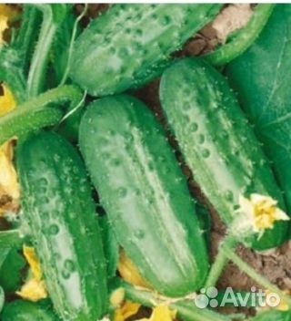 Семена огурцов, кабачков на развес