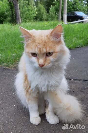 Молоденький котик ищет дом