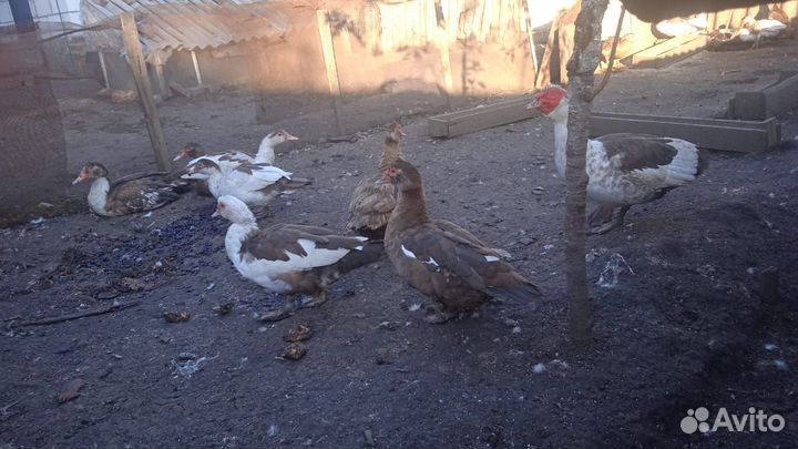 Утки шипуны