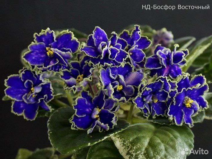 Фиалка. Листы, детки