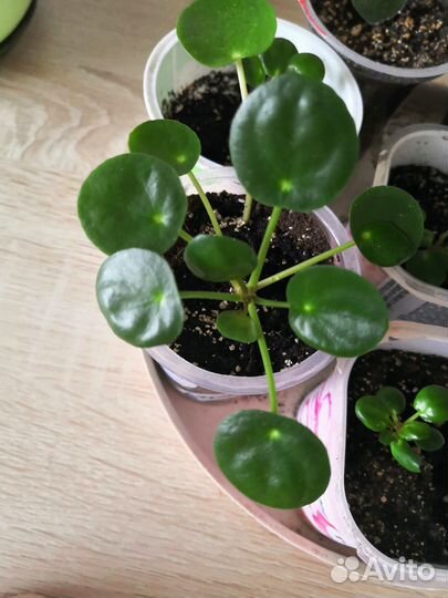 Ахризион(дерево любви). Пилея и шефлера