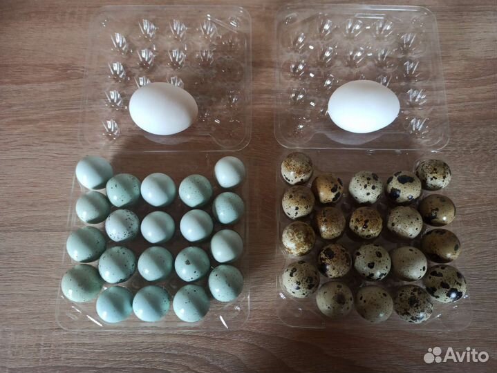 Яйца перепелиные домашние