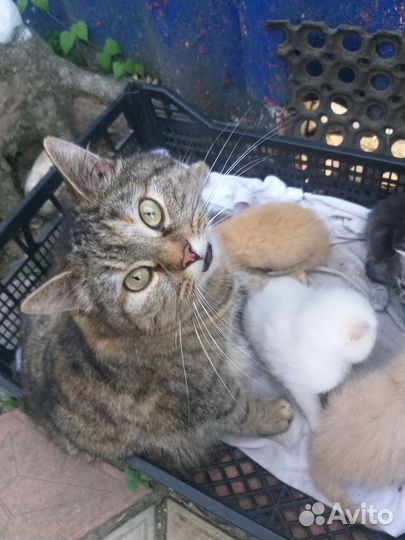 Котята. 1 месяц