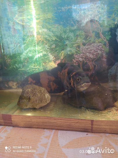 Аквариум