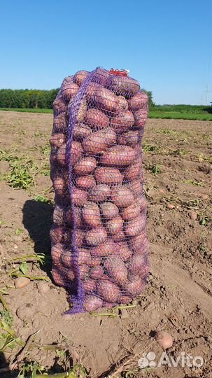 Картофель урожай 2023г