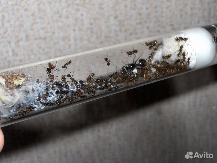 Муравьи жнецы