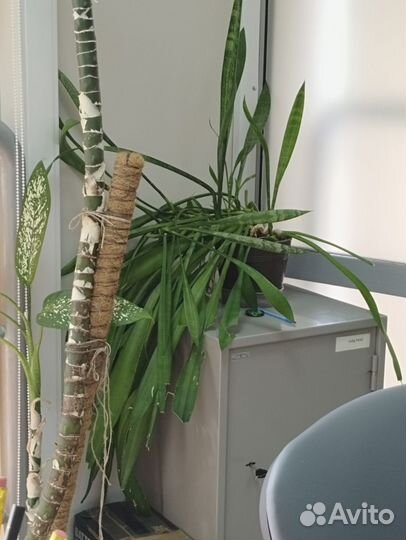 Диффенбахия