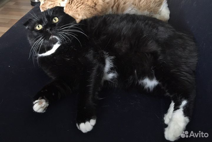 Вислоухий кот Боря