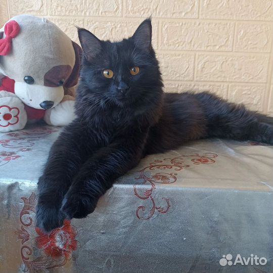 Кошечка в добрые руки