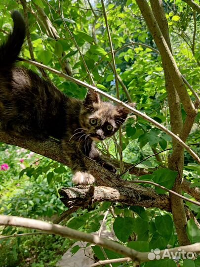 Котенок девочка