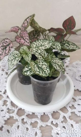 Продам цветы комнатные