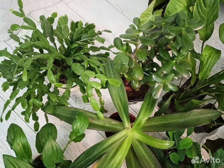 Цветы разные