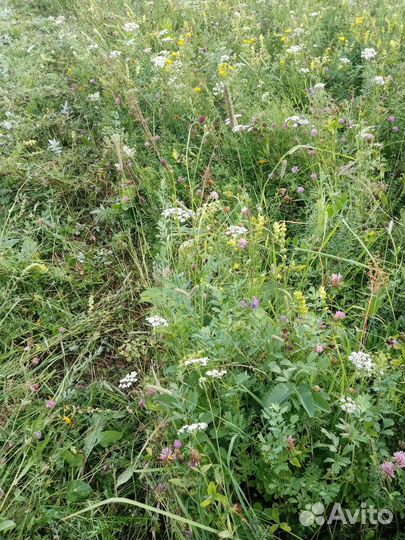 Сено, солома