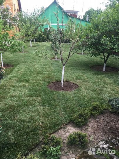 Рулонные газоны