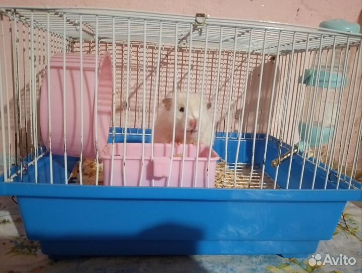 Сирийский хомяк с клеткой