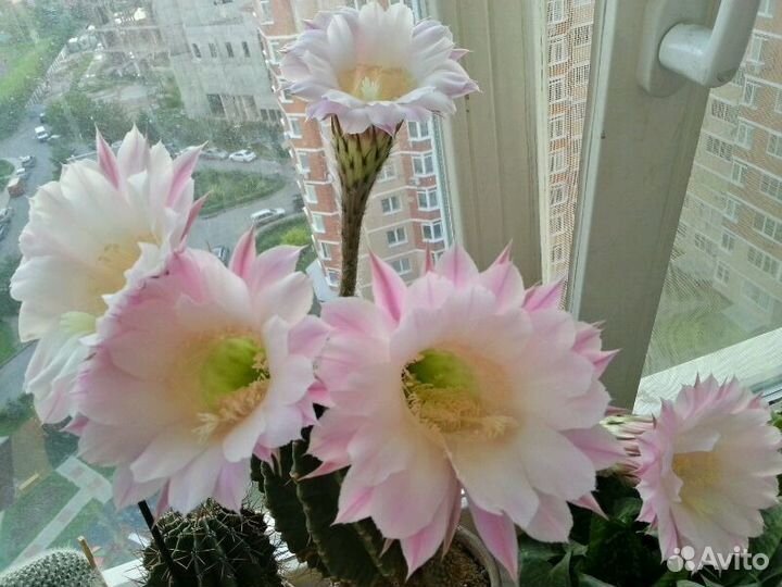 Эхинопсис розовый детки