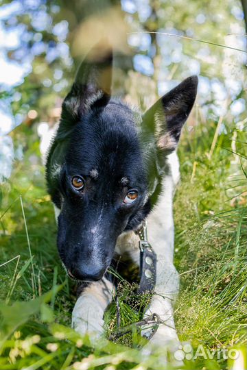 Собака в добрые руки отдам бесплатно