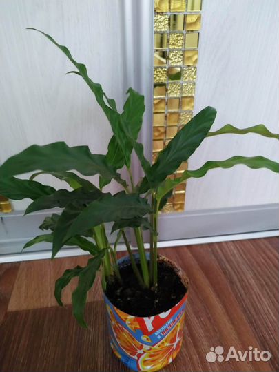 Комнатные цветы