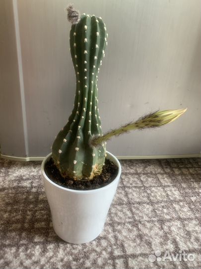 Кактусы и суккуленты