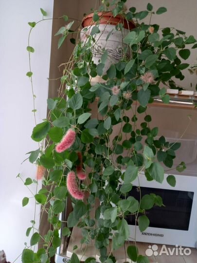 Акалифа лисий хвост