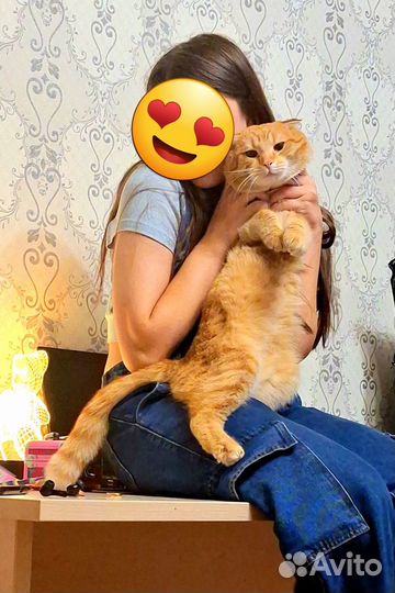 Кот метис британец