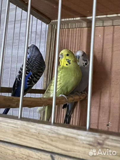 Попугай Волнистый ввп Чехи