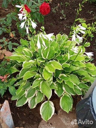 Хосты, папоротник, елка