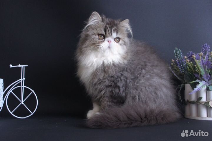 Персидский котик-енотик