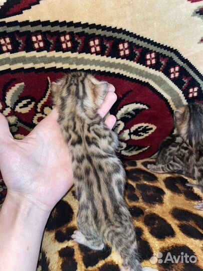 Бенгальские котята