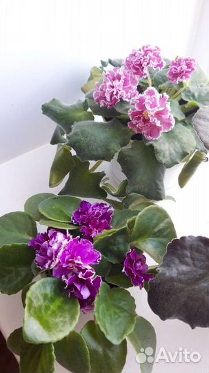 Фиалка в горшках