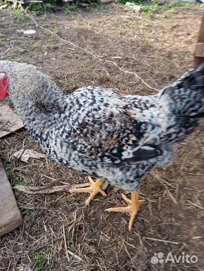 Петух порода Мастер грей