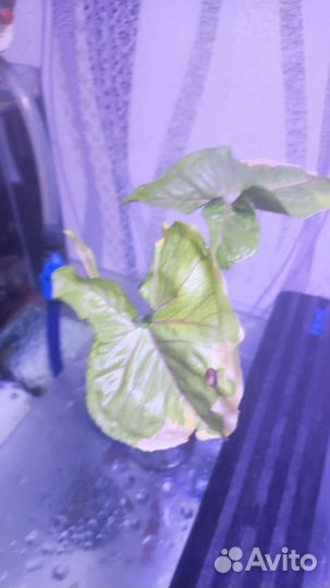 Сингониум орм тонг вар