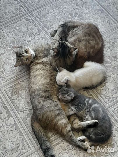 Котята в добрые руки