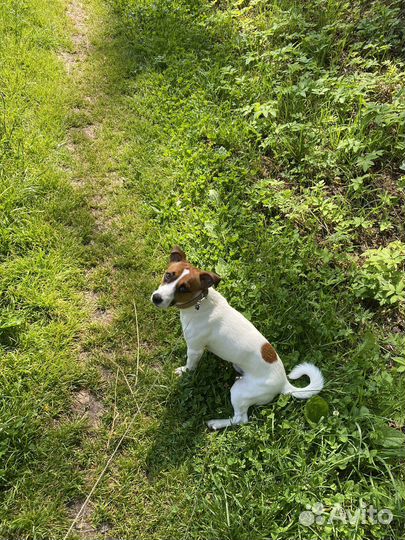 Вязка джек Рассел терьер