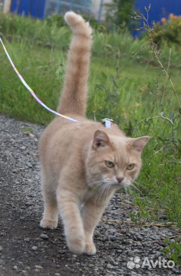 Молодой котик