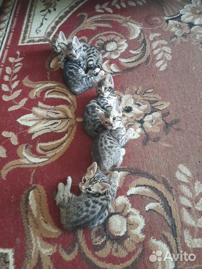 Бенгальские котята