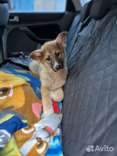 Щенок в добрые руки