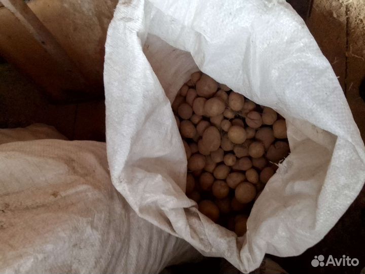 Картофель на корм скоту