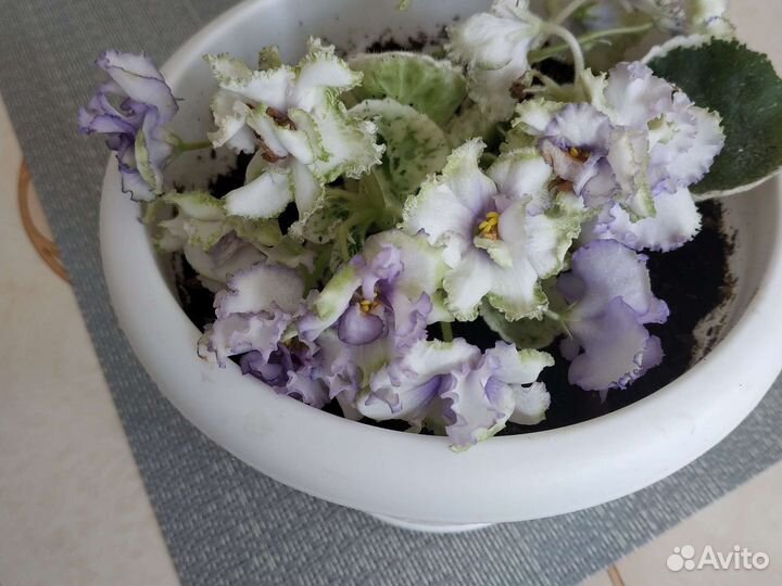 Фиалка в горшках