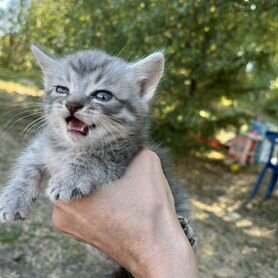 Котята в добрые руки мальчик