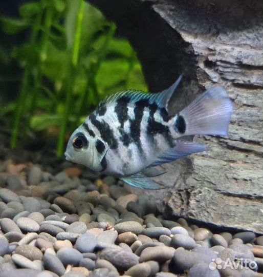 Сапфировый попугай