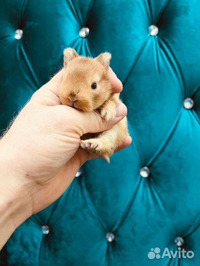 Кролики карликовые малыши